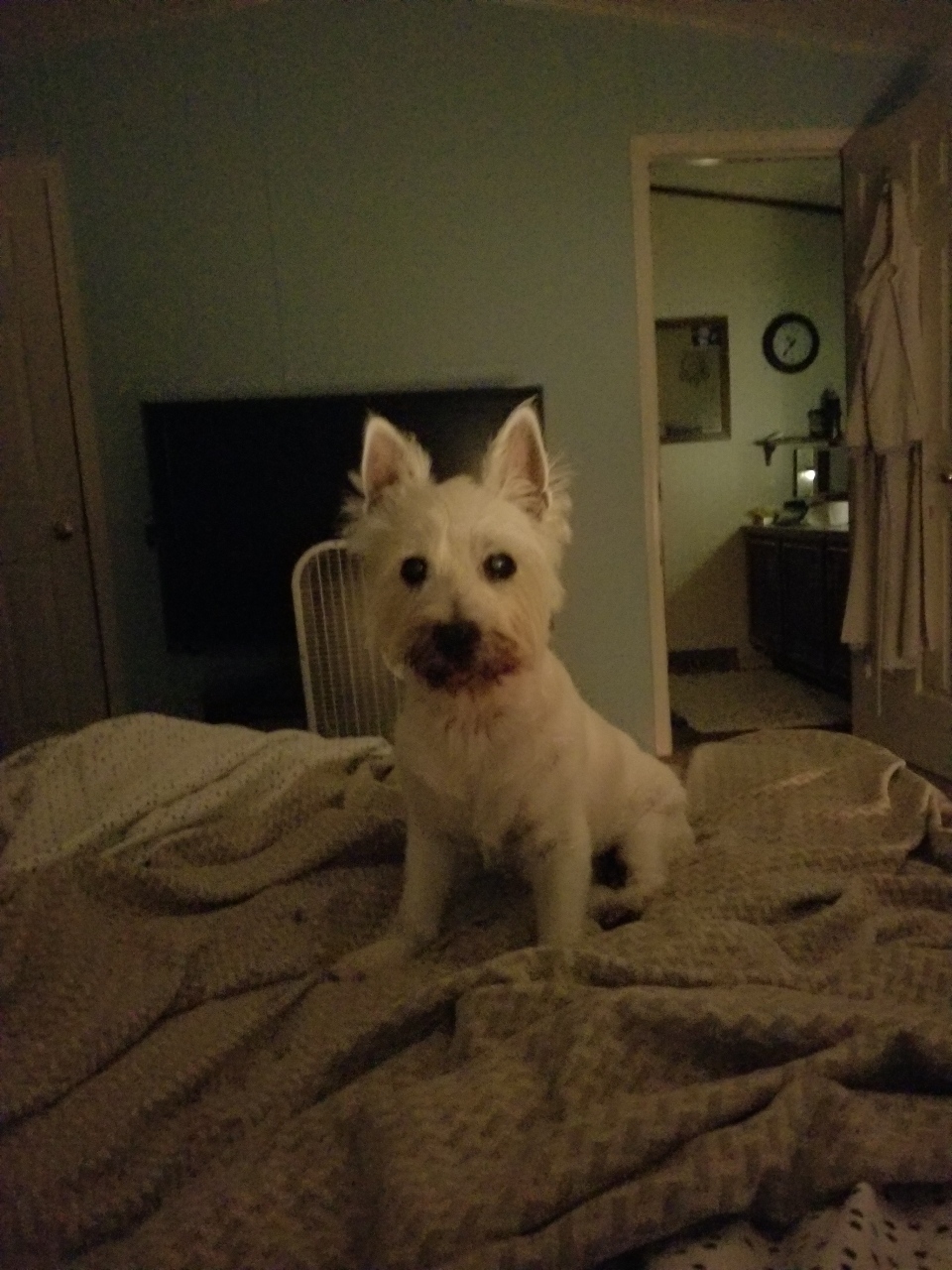 All Starr Grooming Arnold