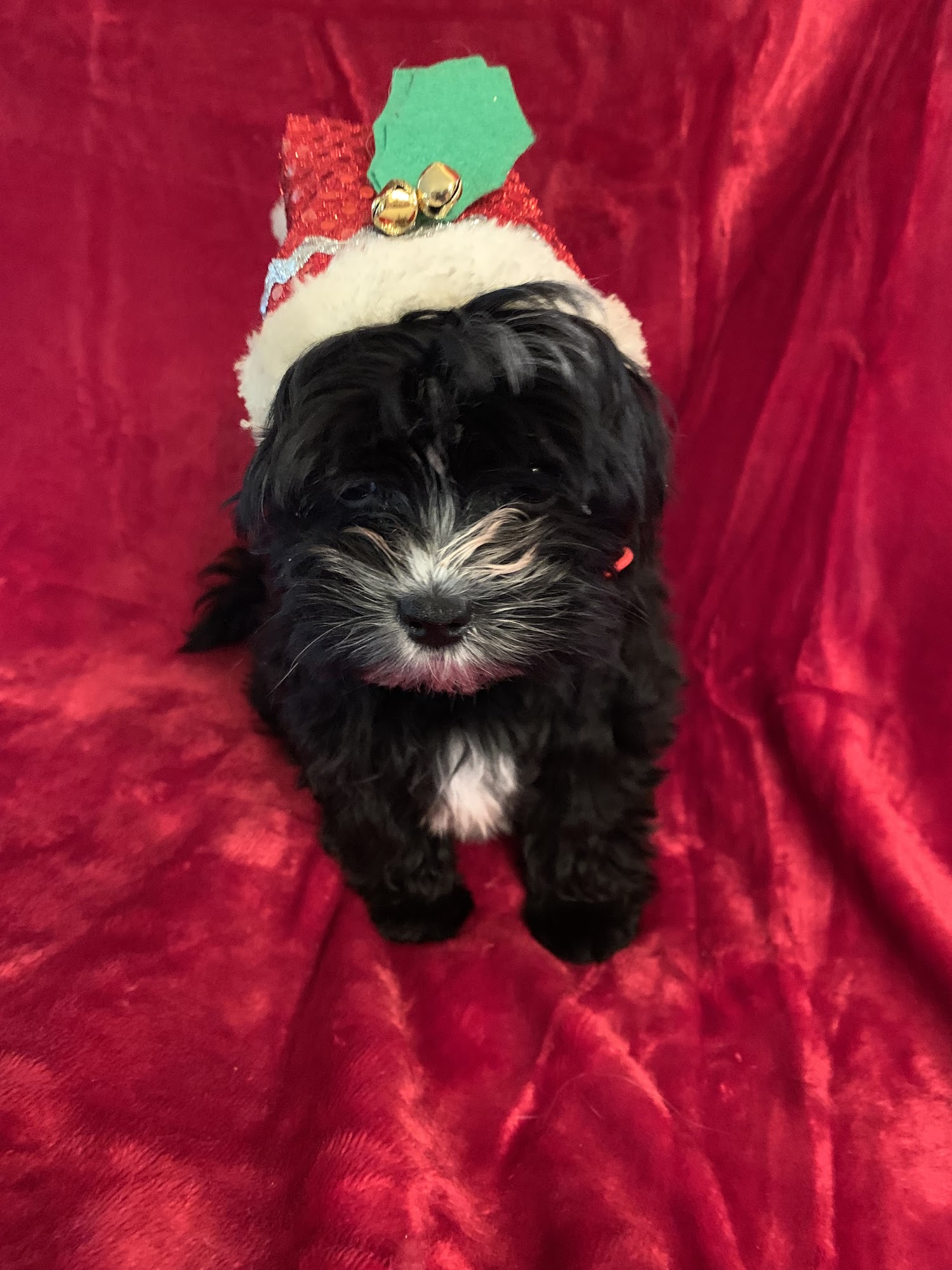 Dennis Hood, DVM Bolivar