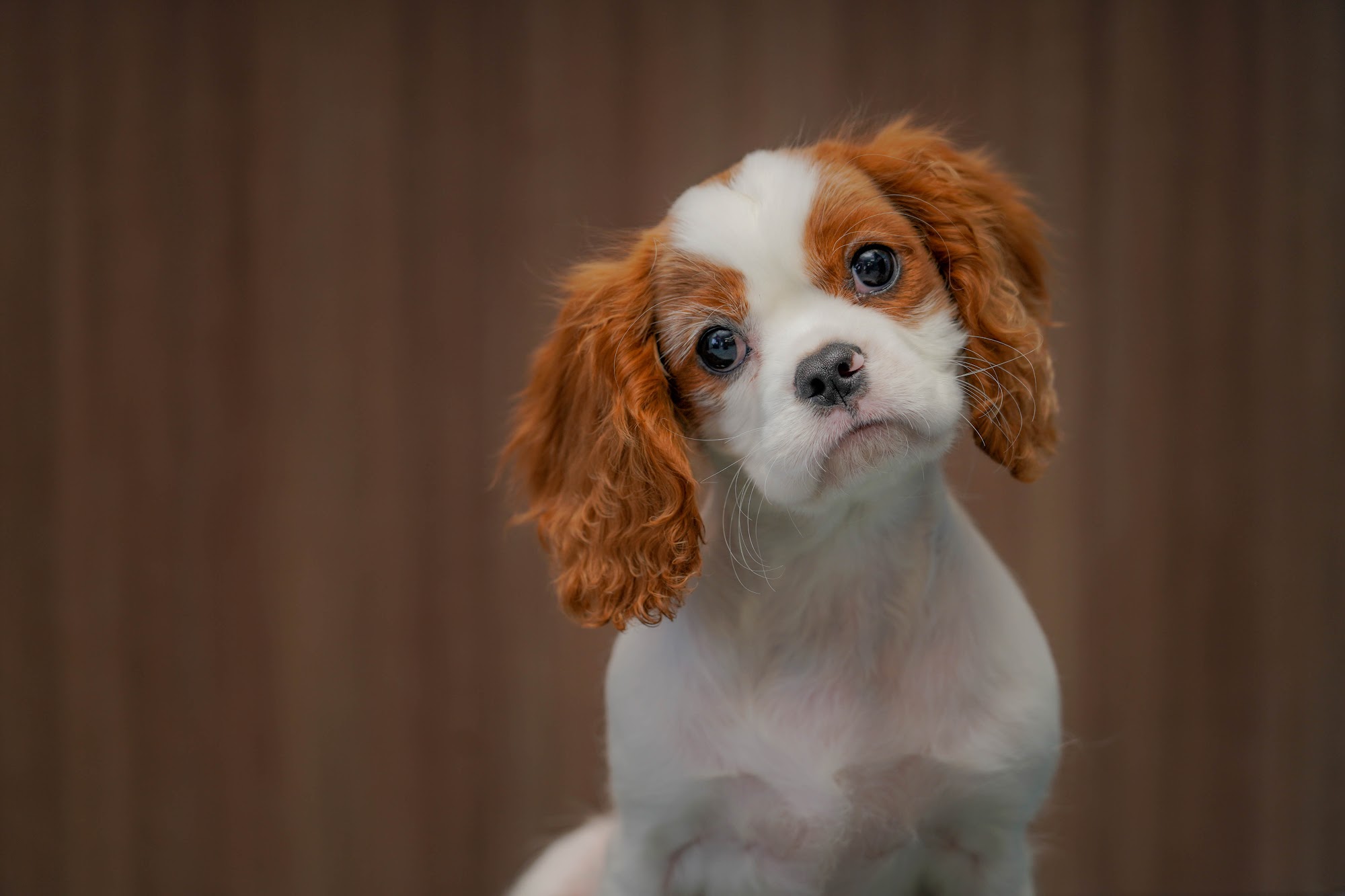 Kennelwood Pet Resort Chesterfield