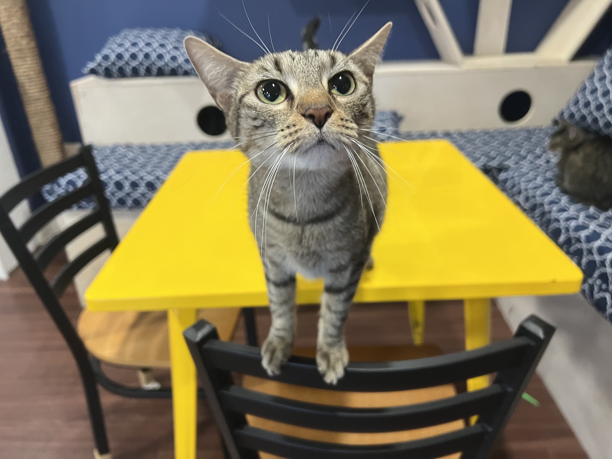 Bertha's Beans Cat Cafe