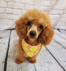 Country Doggie Spa & Grooming Eureka