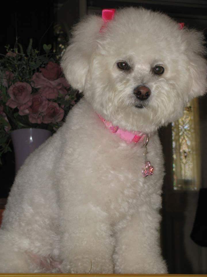 Rub-A-Dub Doggie Fenton