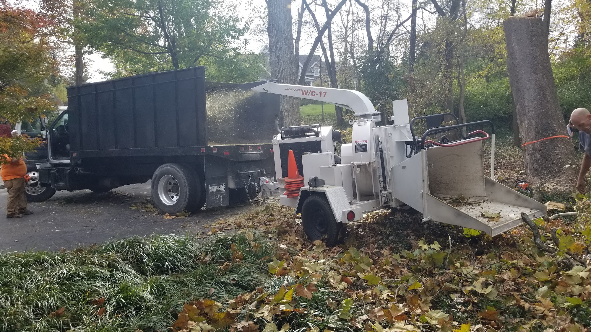 Second Opinion Tree Services