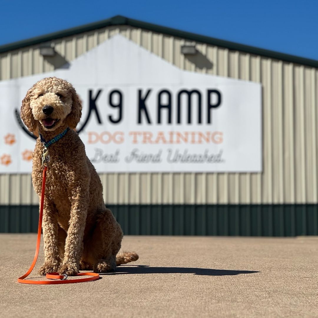 K9 Kamp Dog Training