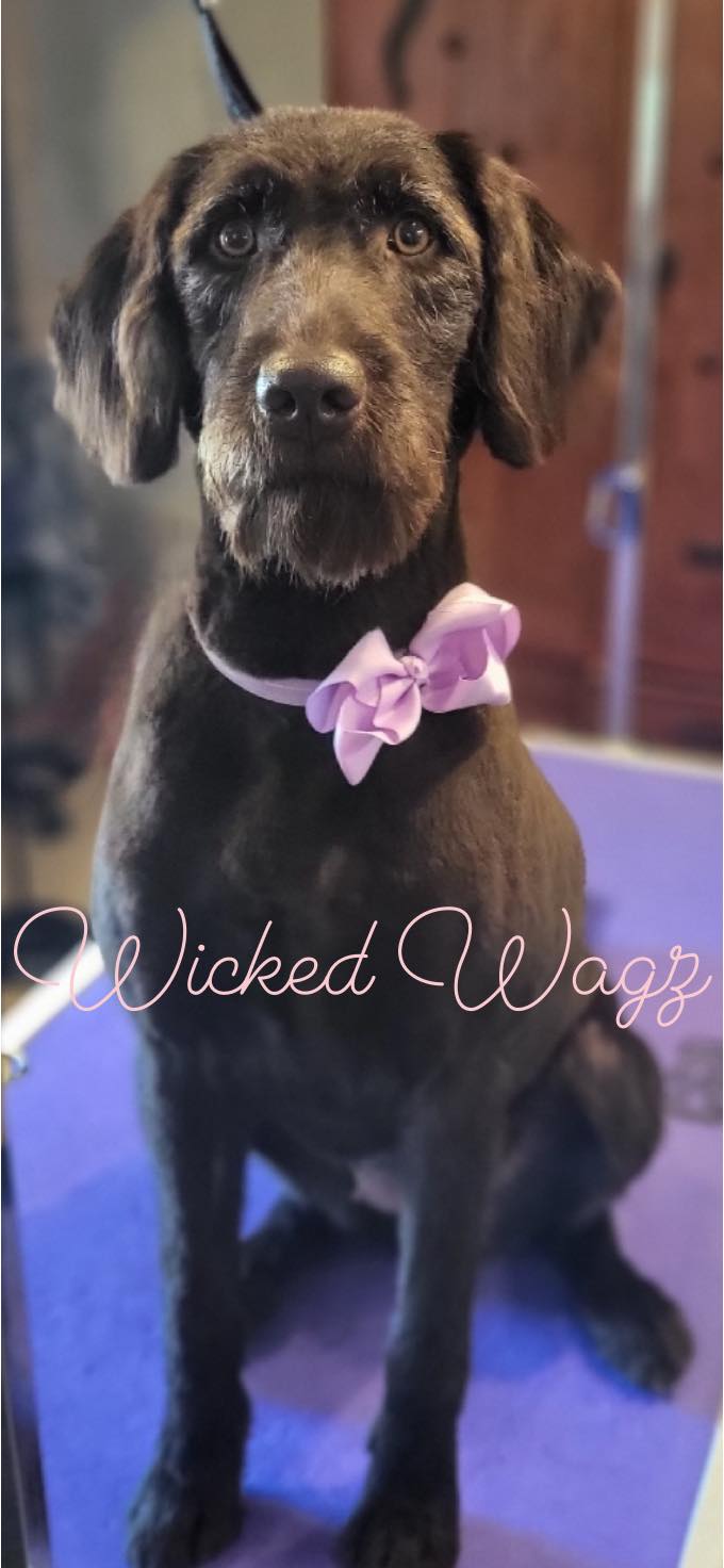 Wicked Wagz Hartsburg