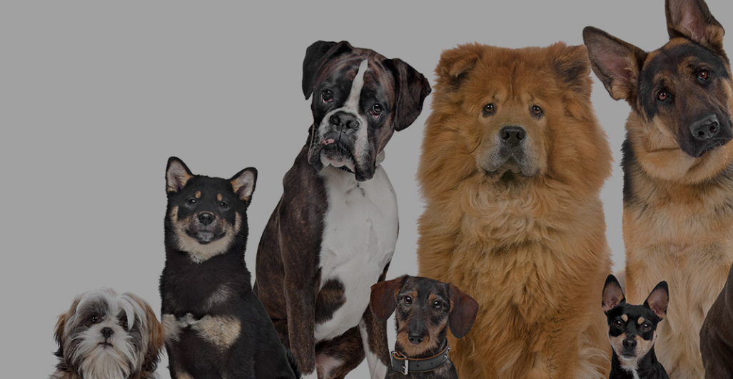 For Your Pets Sake Joplin