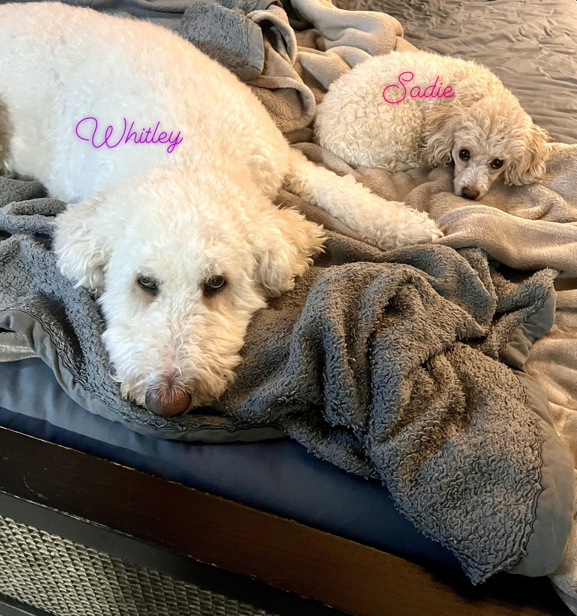 Puppies 4 Everyone Lebanon