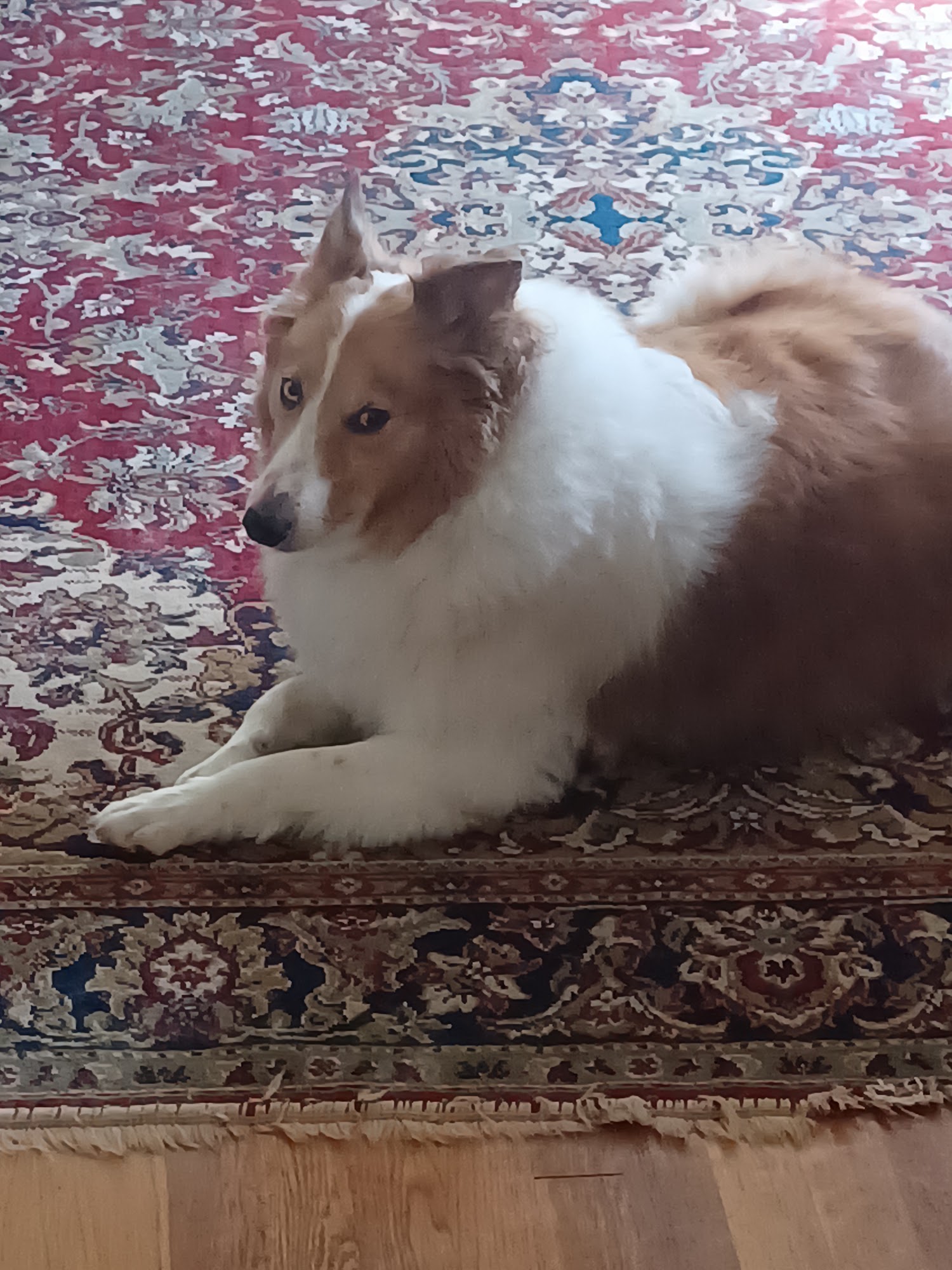 Adams Animal Inn Ozark