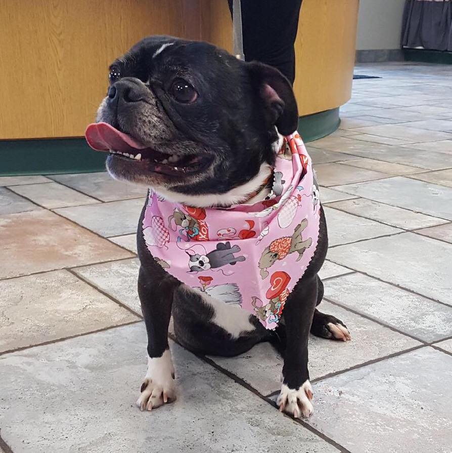 PAH's Salty Dog Pacific