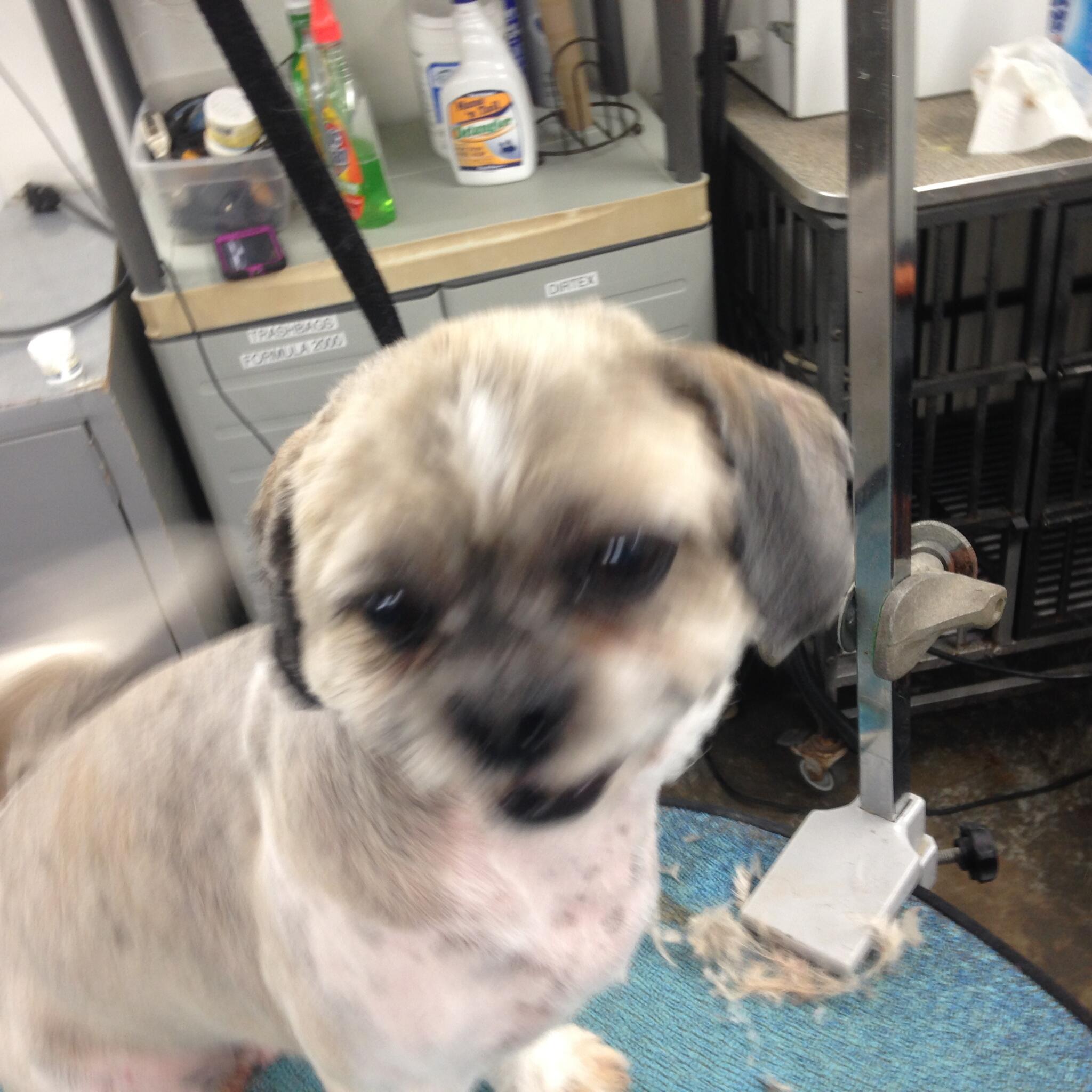 4 Paws at Camp Claircrest Pleasant Hill