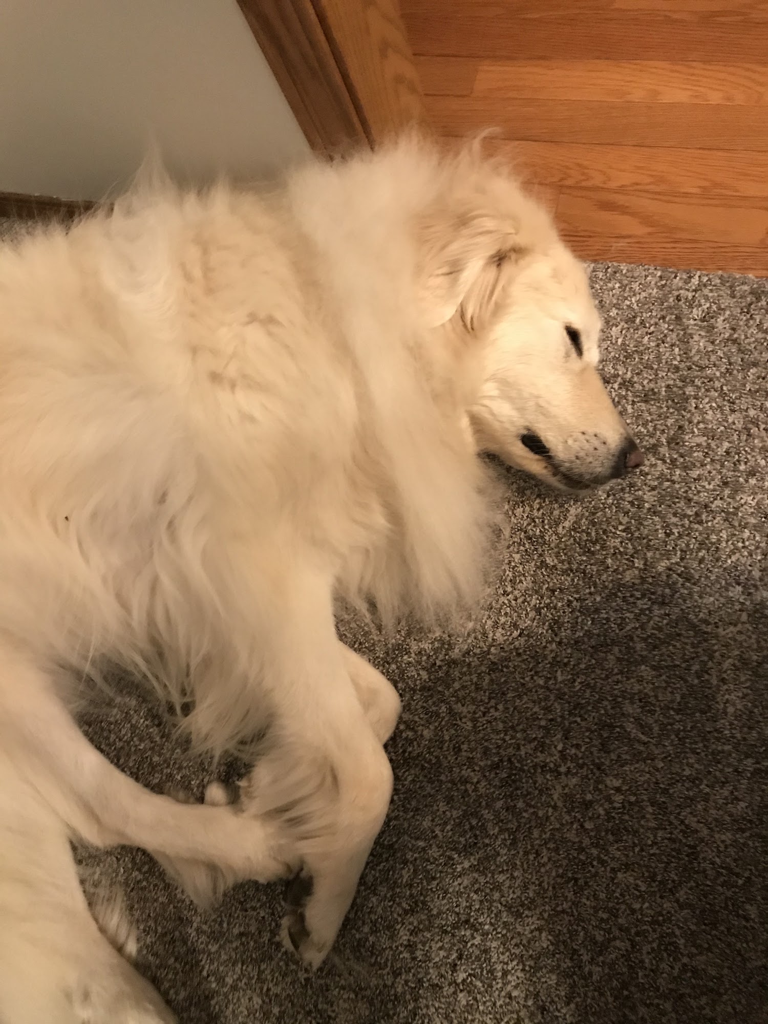 Pet Shuttle & Spa Springfield