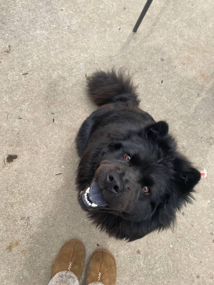 Doggie Designs Springfield