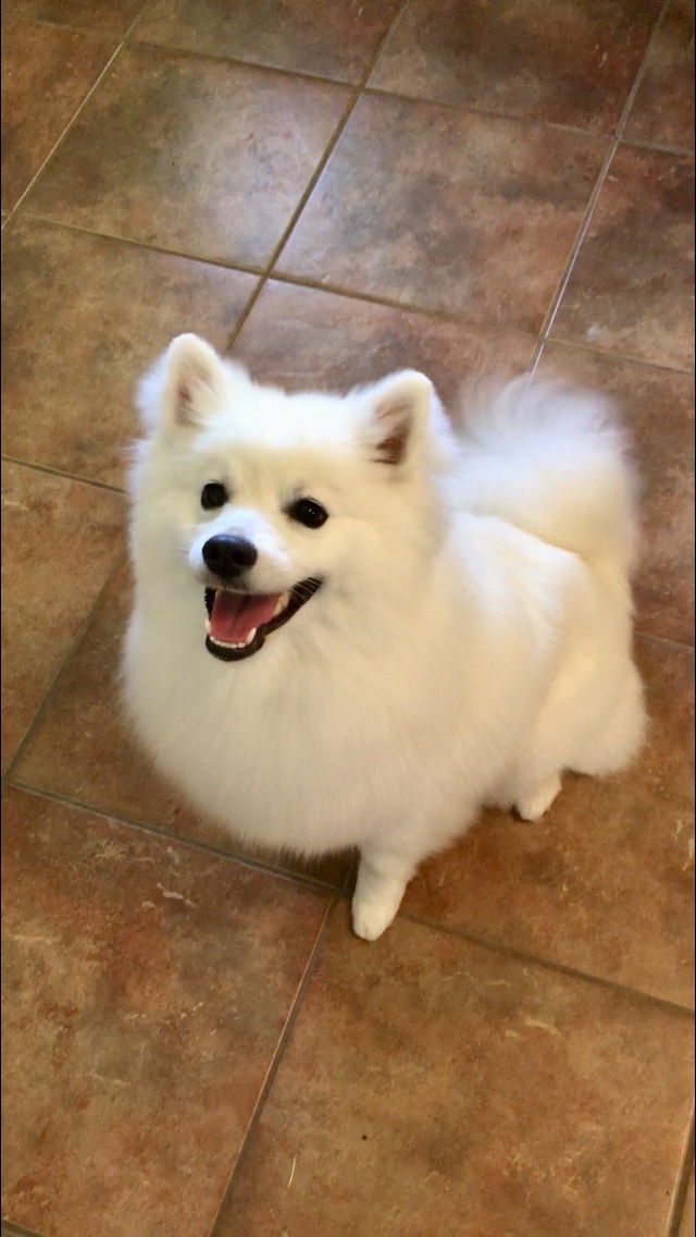 All Paws Big & Small Springfield