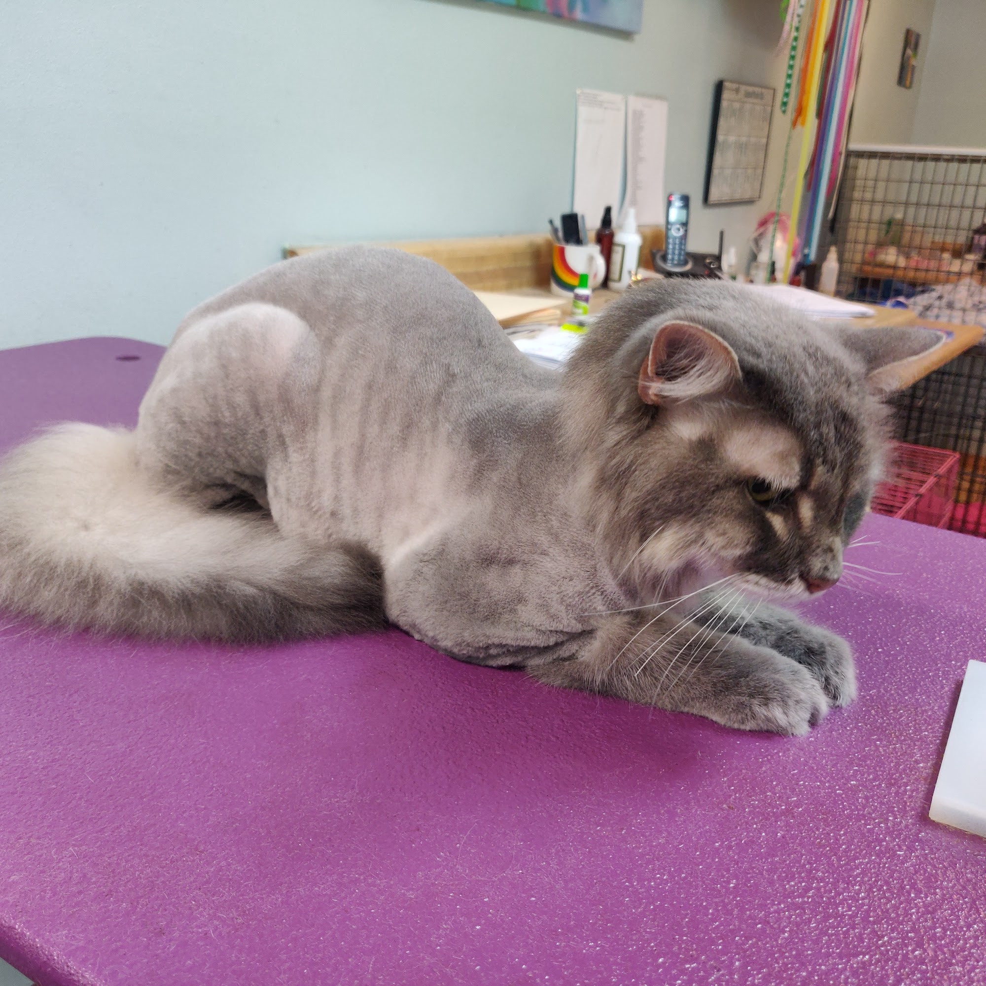 Dogs In Suds St. Charles