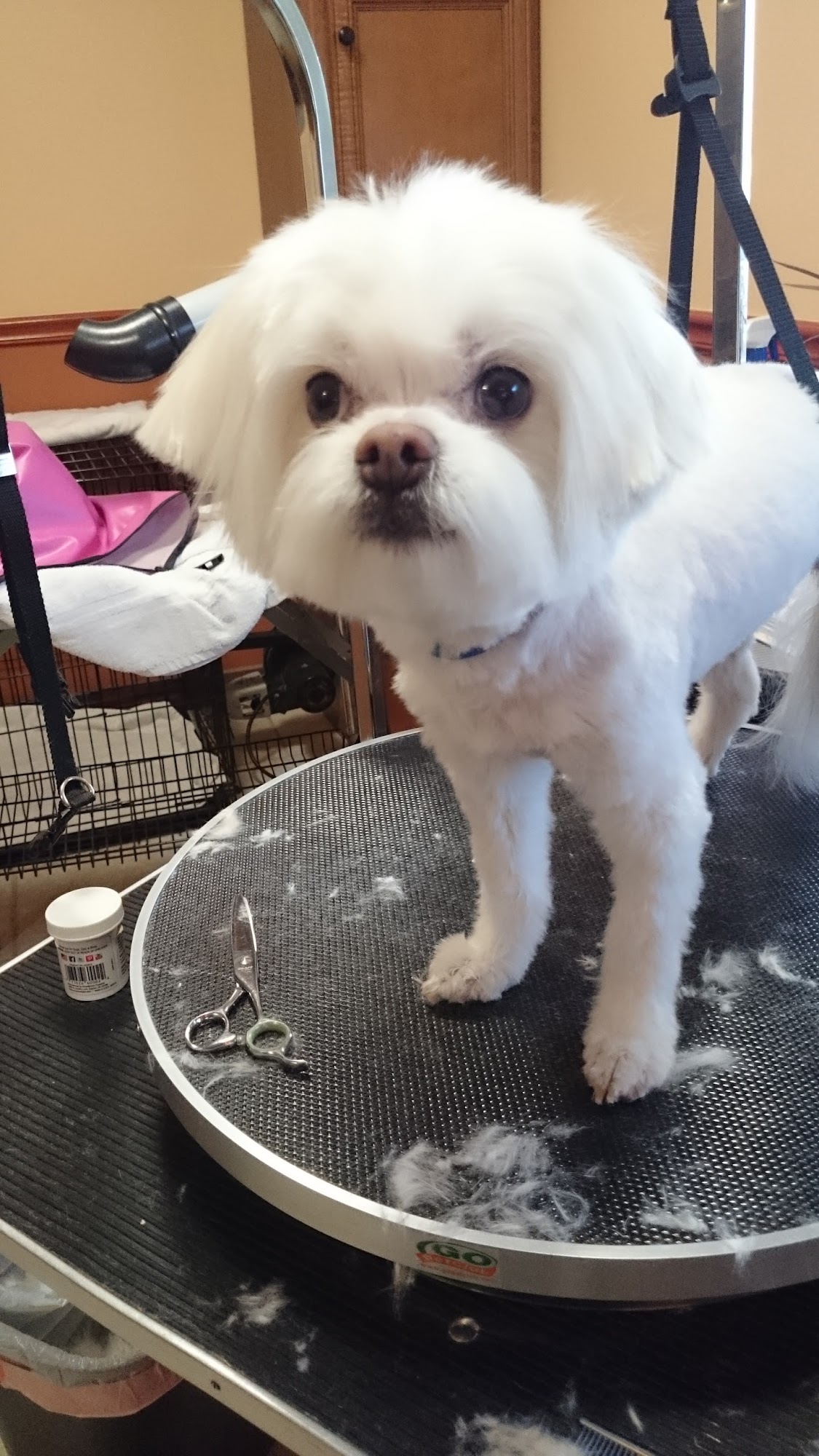 Country Lane Kennels LLC St. Charles