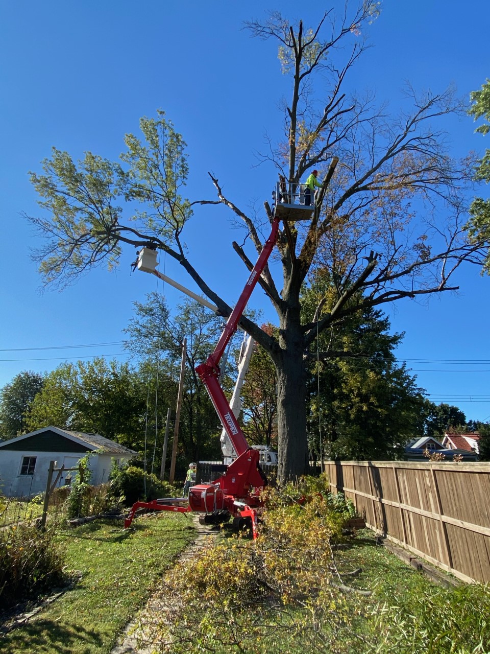 STL Tree Services