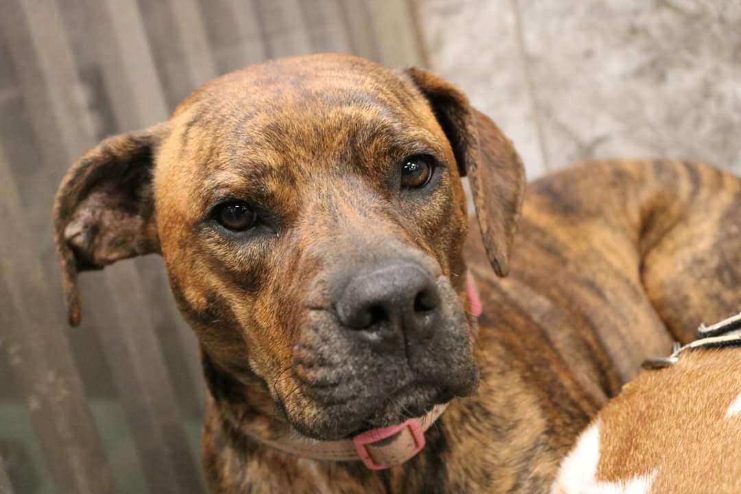 Y Bark Alone St. Louis