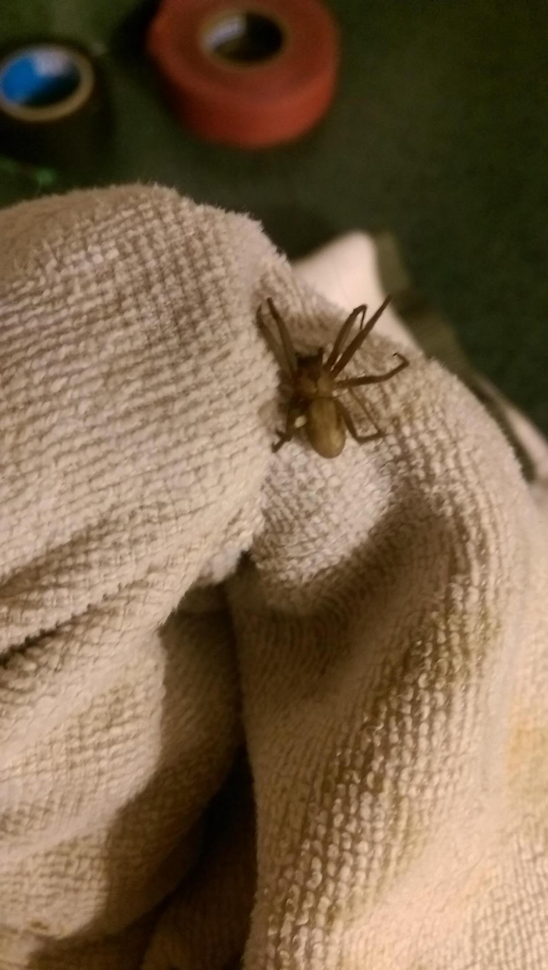 All American Pest Control