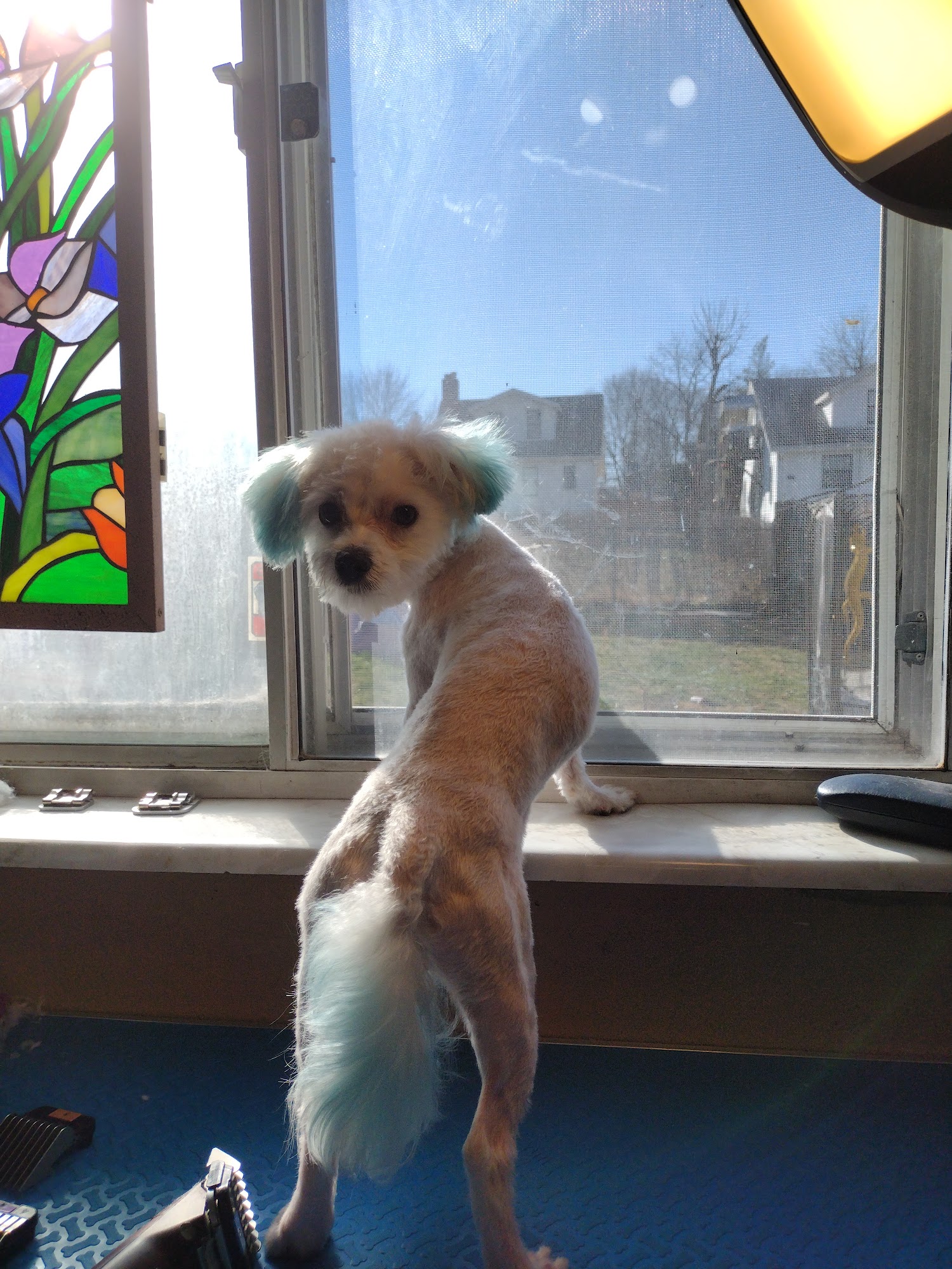 Therapeutic Dog Grooming