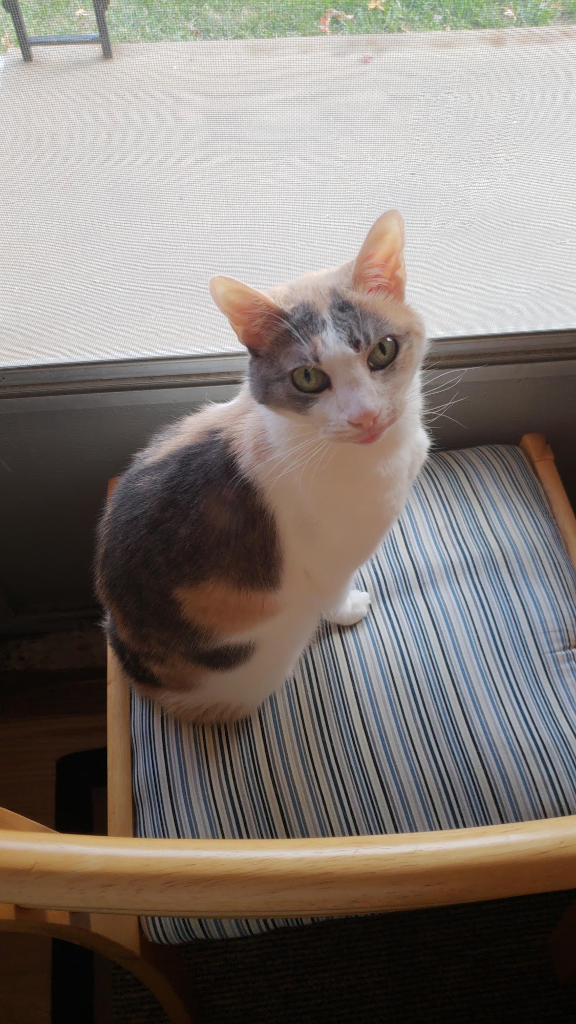 Animal Care Clinic of Washington Washington