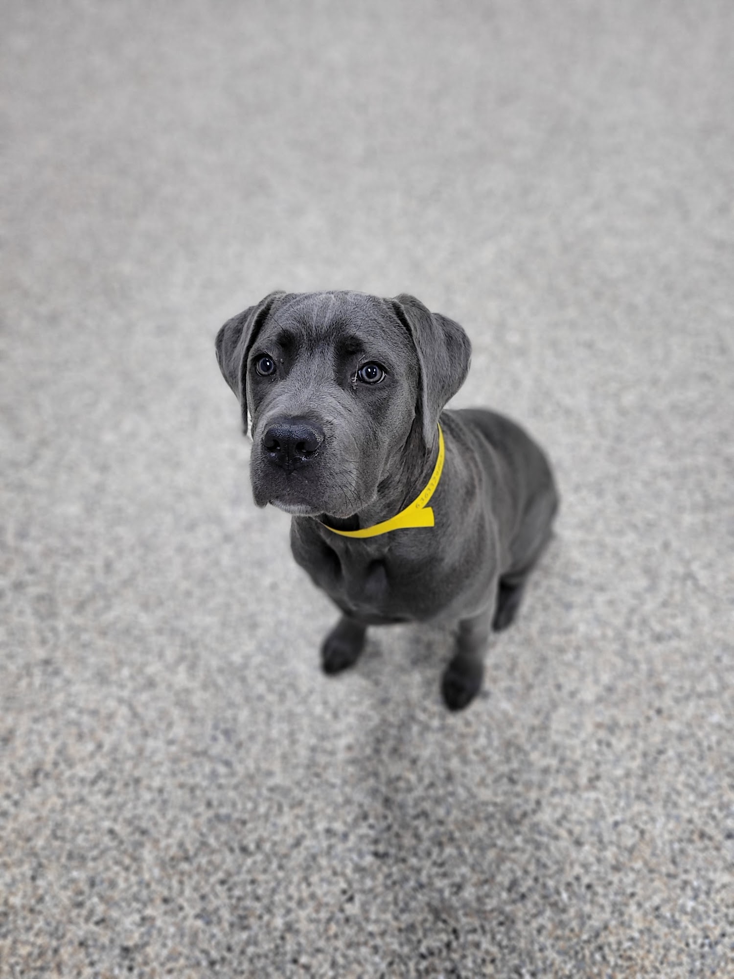 Westinn Kennels - Everything Under One Woof Wentzville