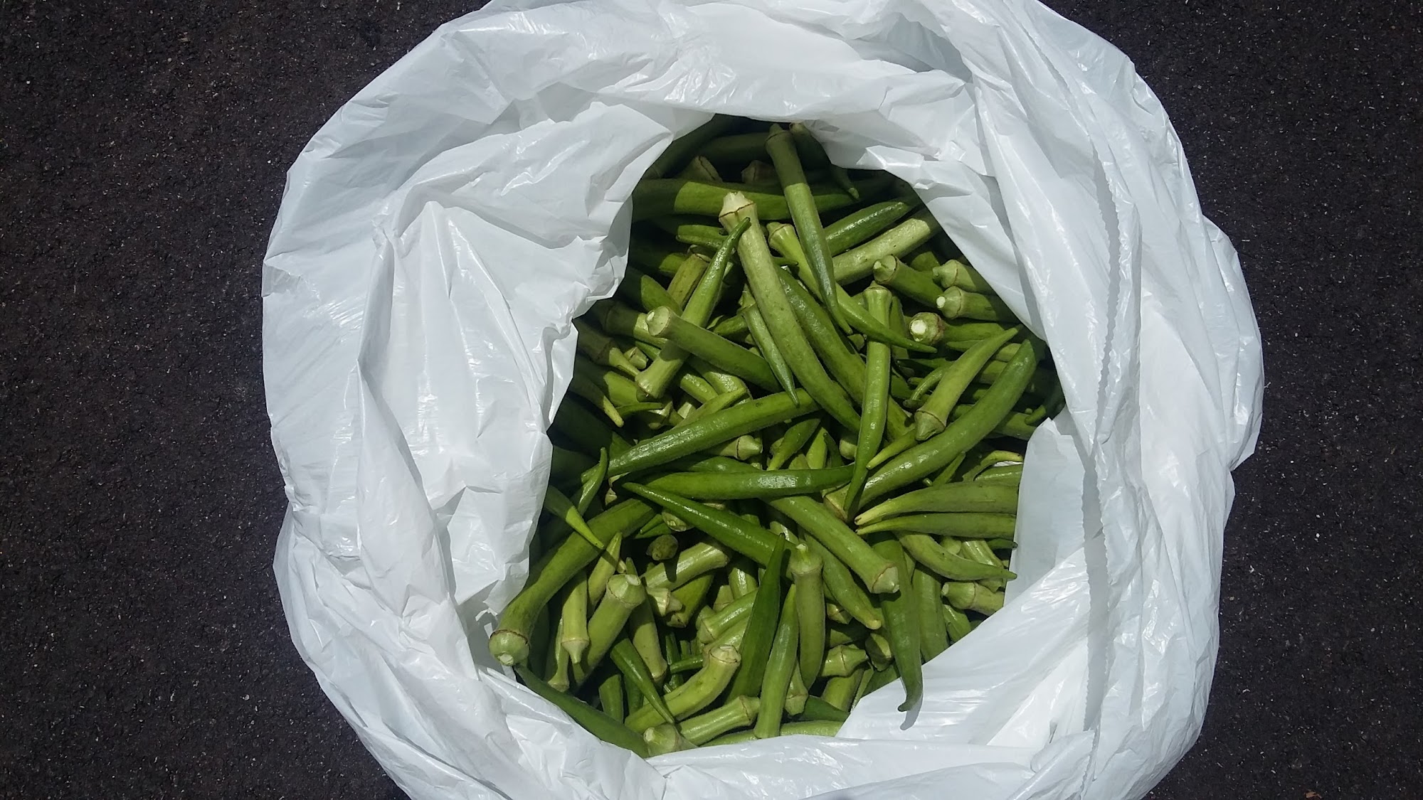 Shaughnessy Homes Inc