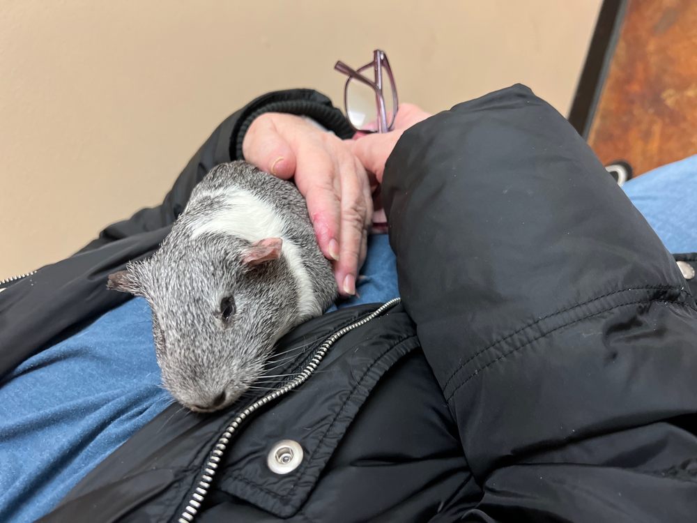 Randall Veterinary Hospital: Rush Erin DVM Byram