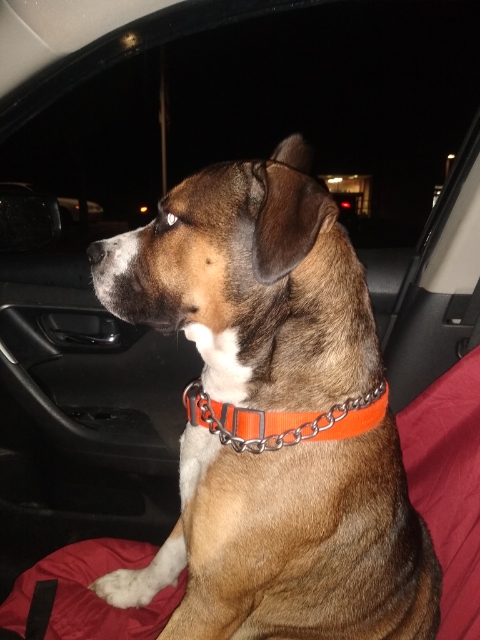 Jackson Animal Clinic Corinth