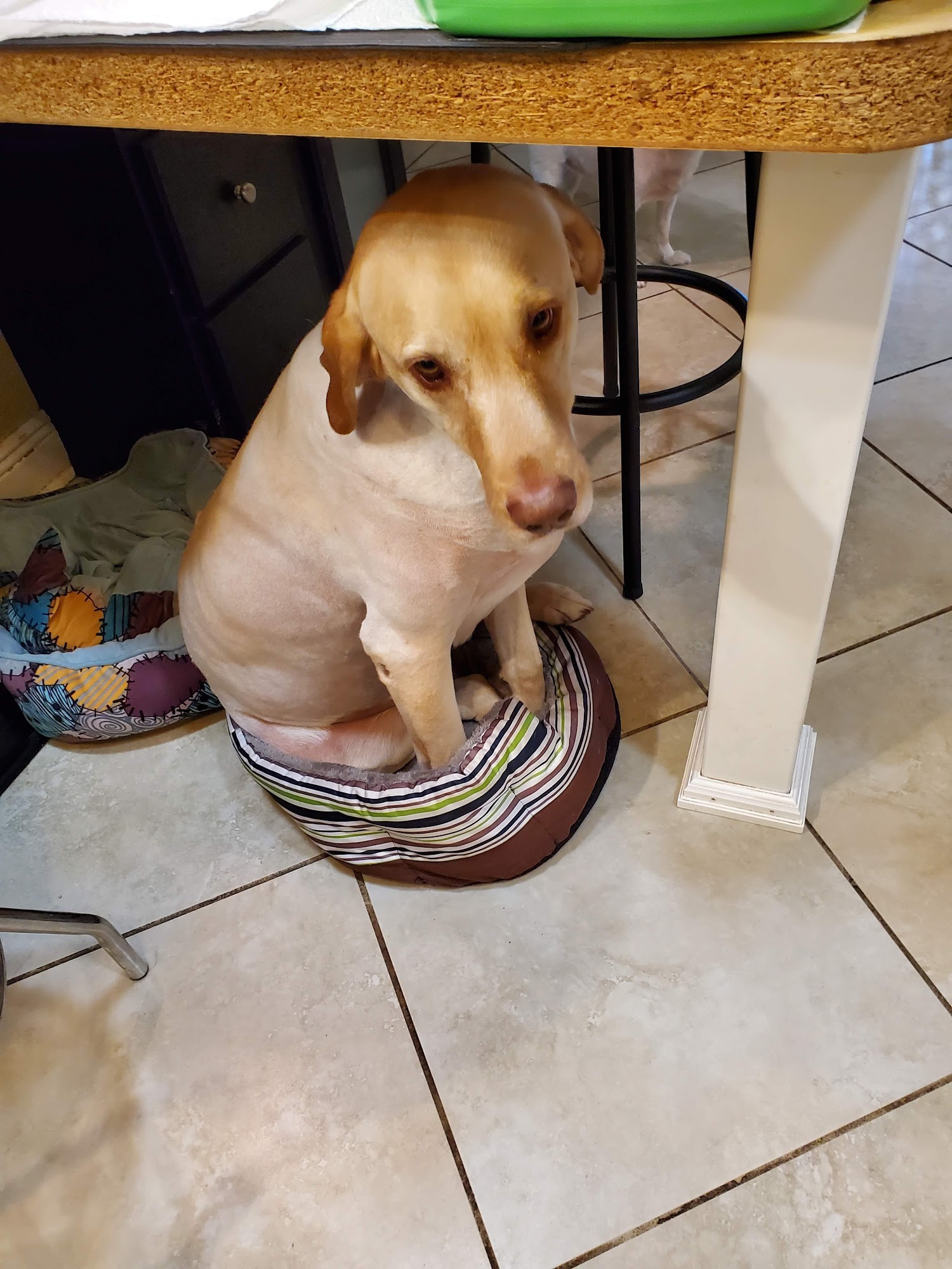 Penny's Pampered Pets Gulfport