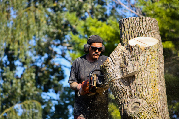 Chuckwood Tree Service