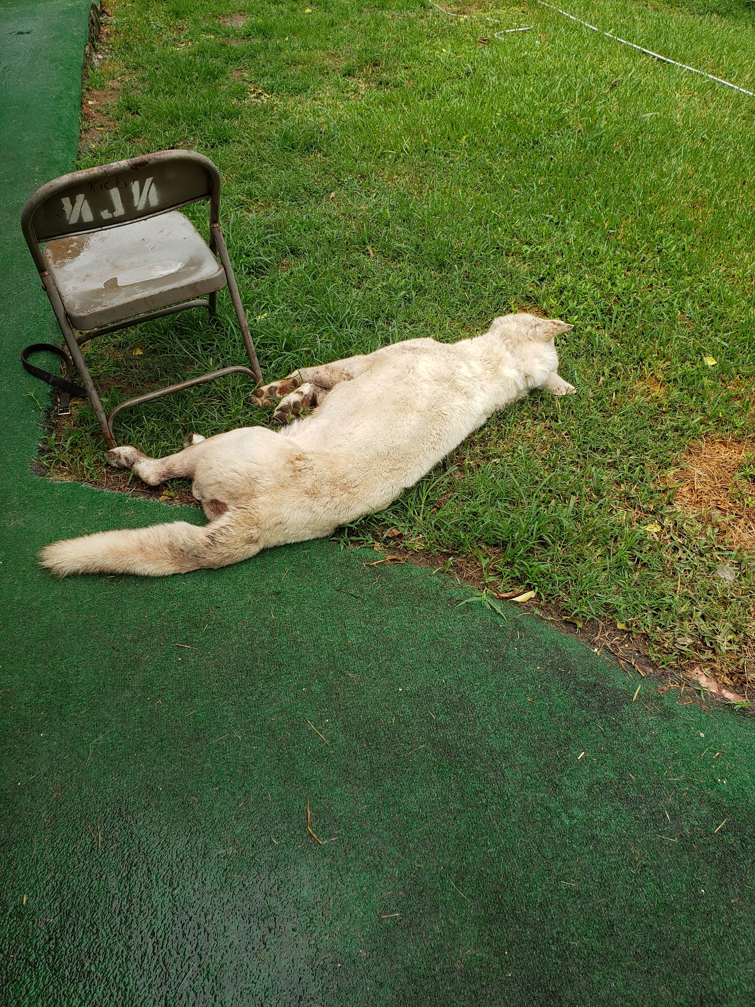 Canton Road Veterinary Hospital: Cefalu Bonnie DVM Jackson