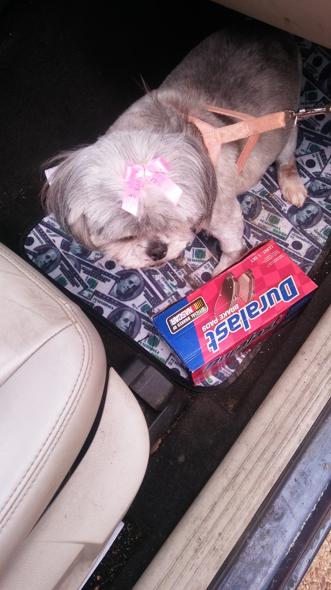 Grooming Unlimited Jackson