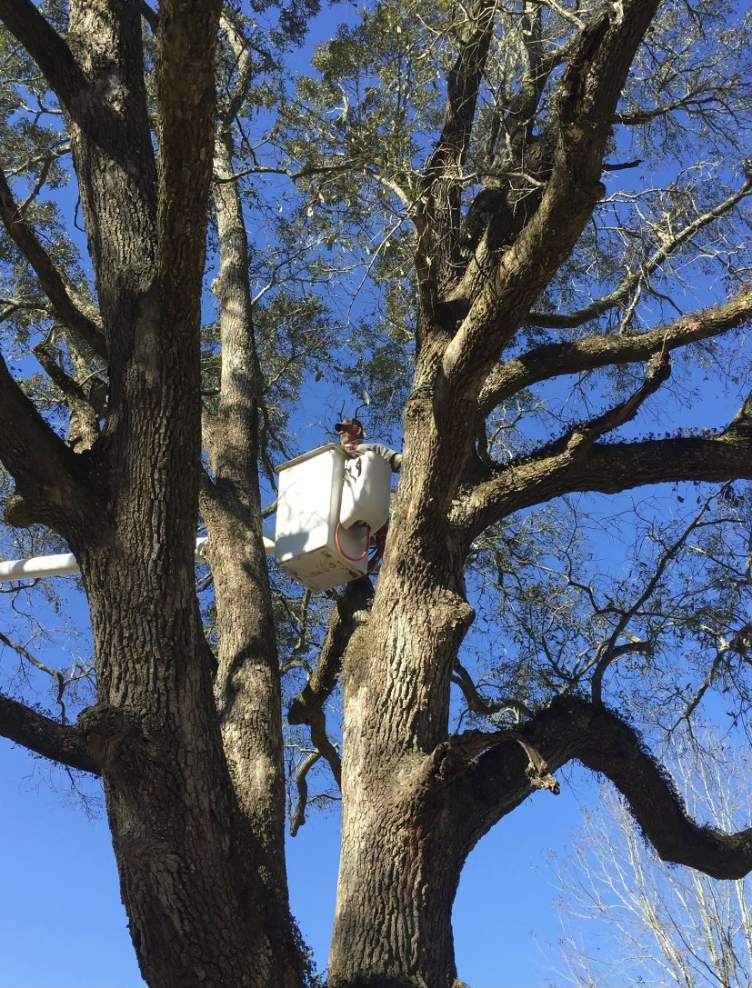 Tarzans Tree Service