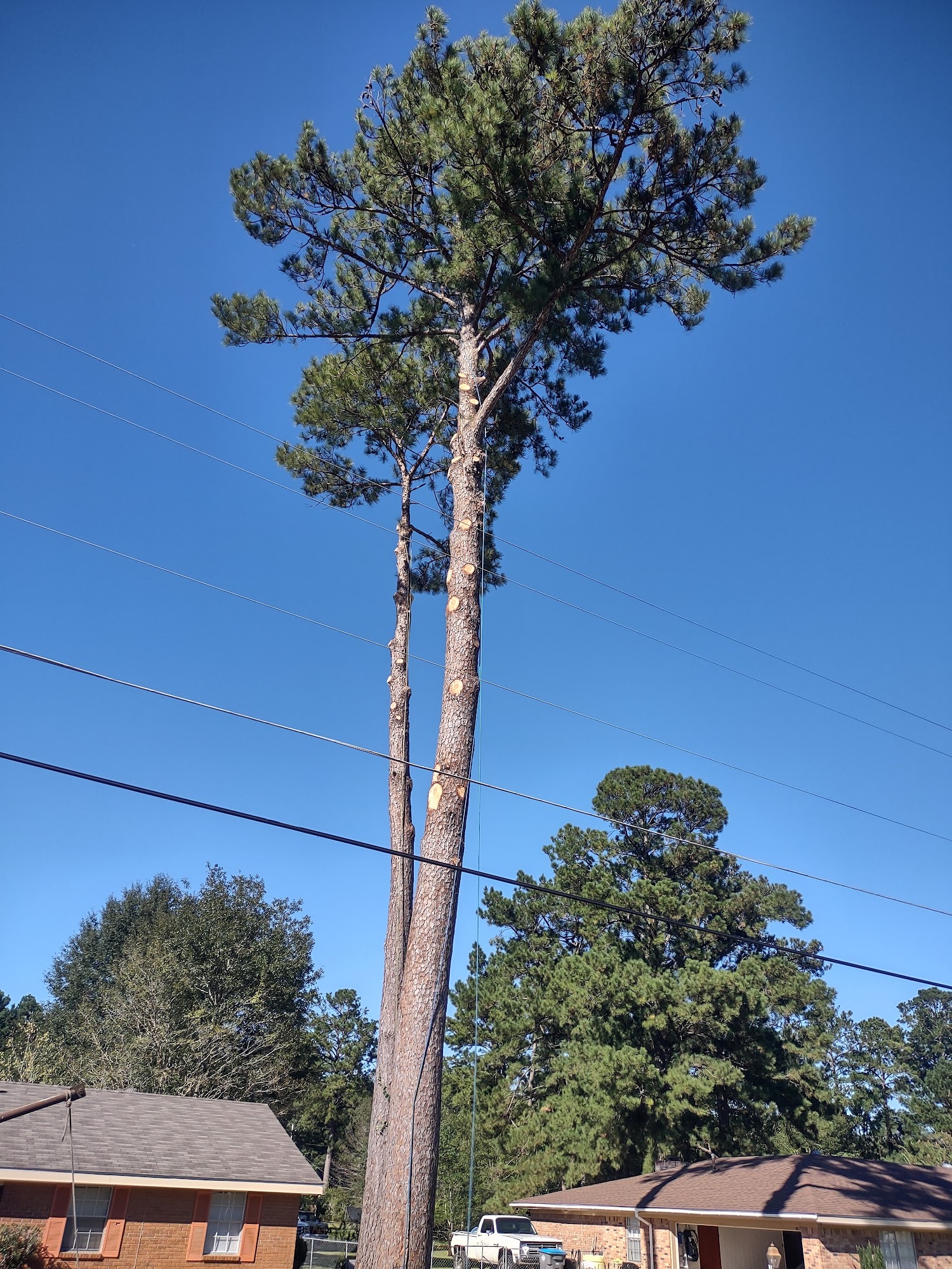 All About Tree Service