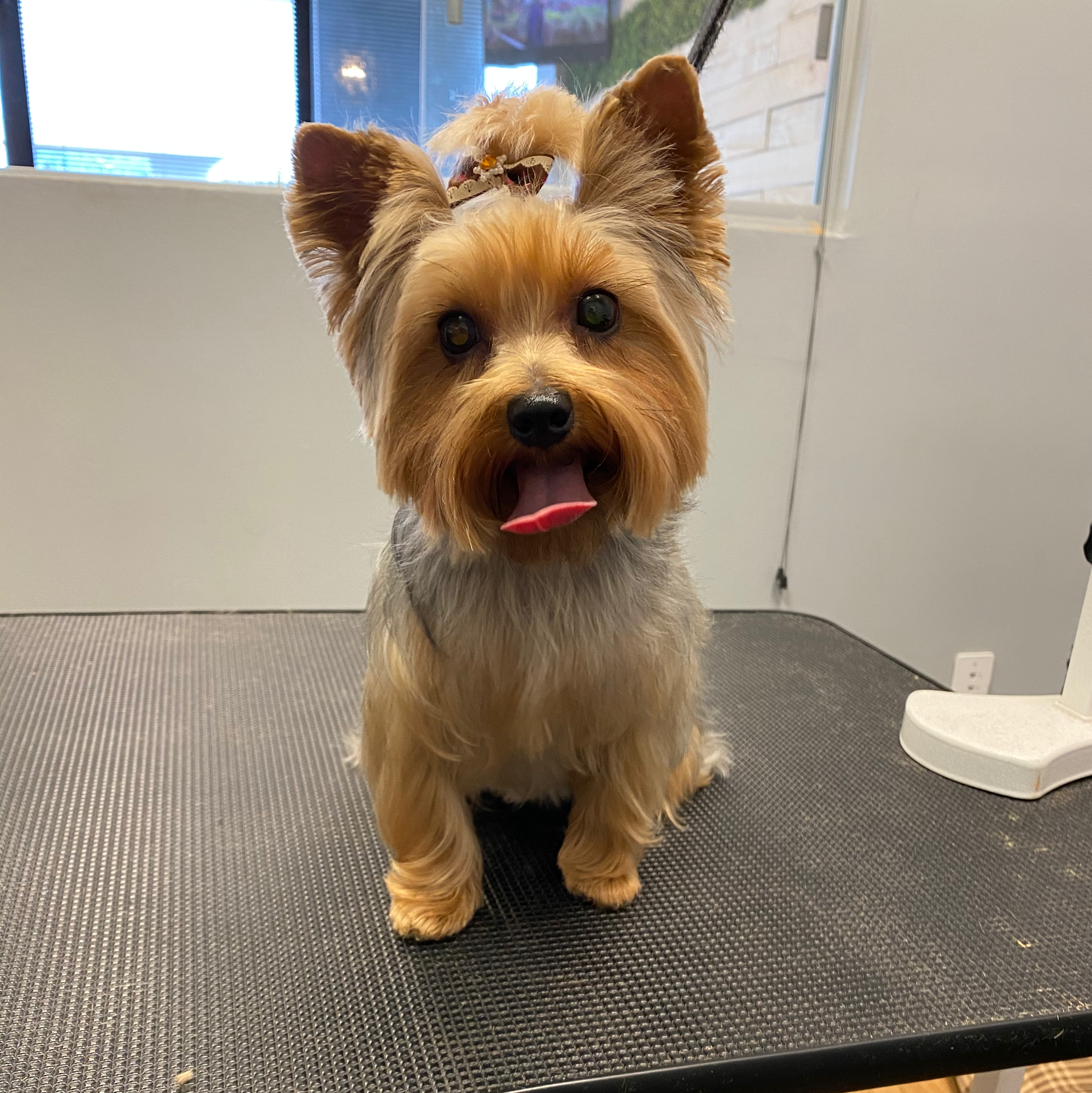 The Puppy Lodge Ridgeland