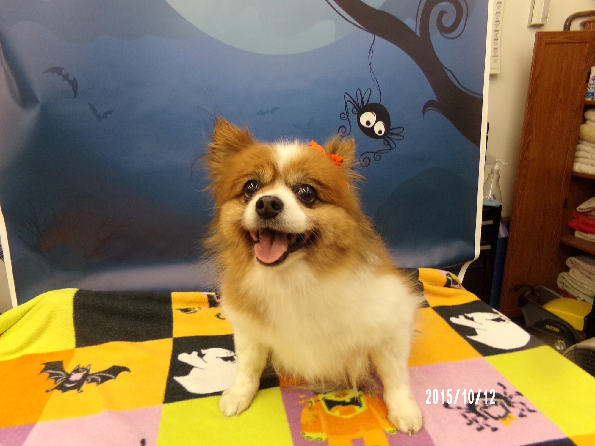 Aprils Plush Puppies Grooming & Boarding Black Eagle