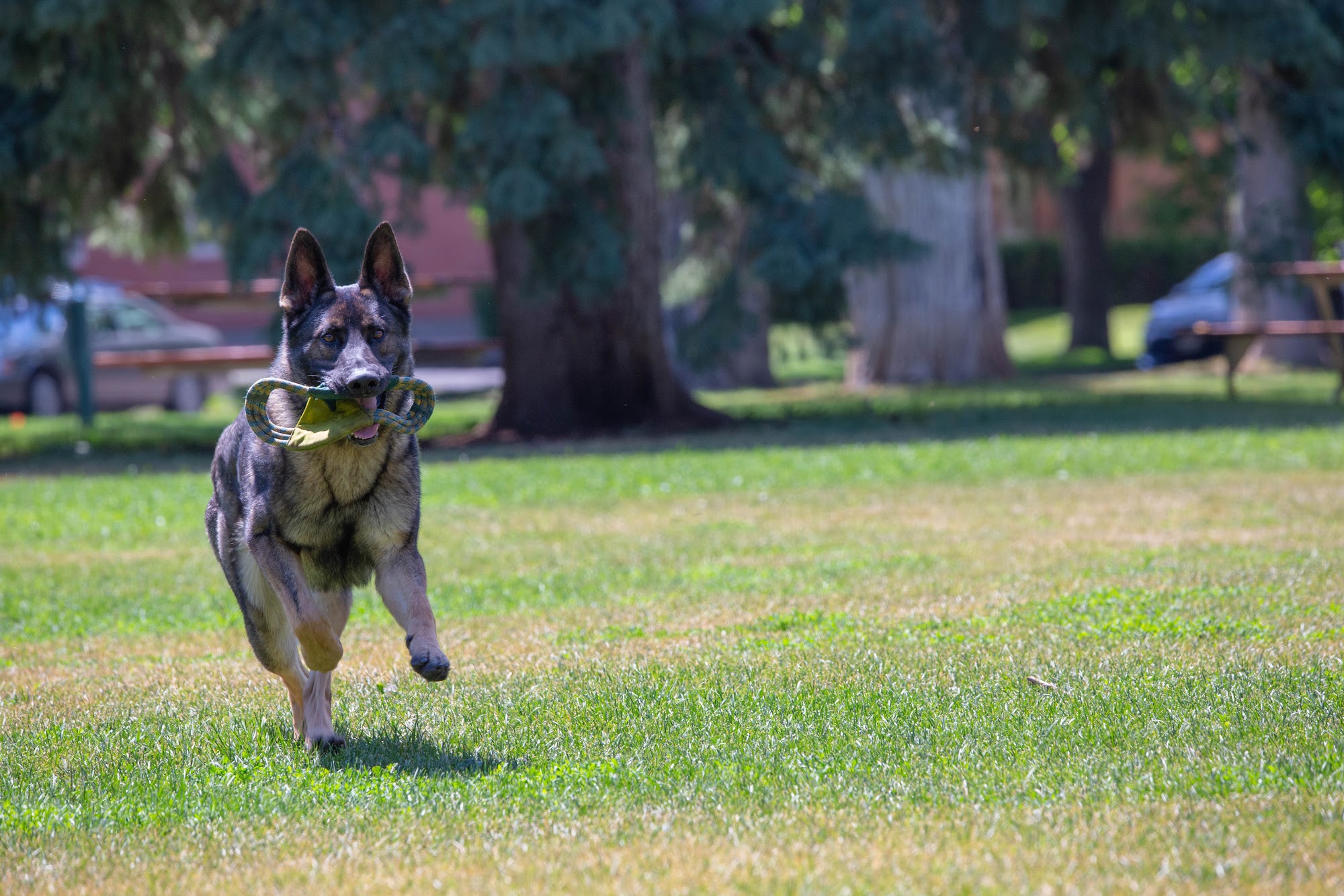 Madison River K9