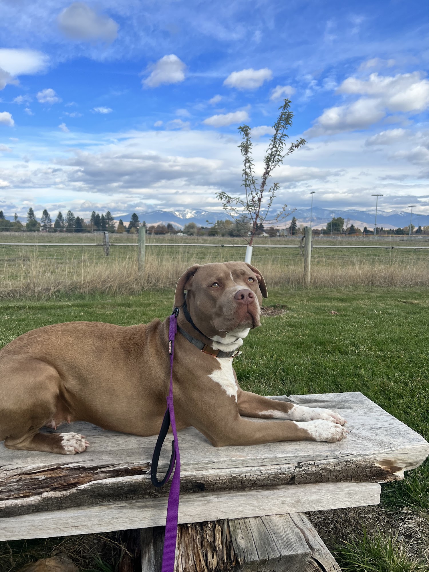 Wind River Canine Partners, Dog Training & Boarding Florence