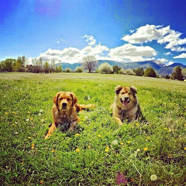 Pet Pals Bed & Biscuit Florence