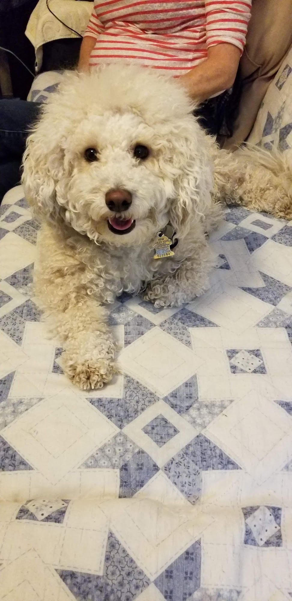 Helena Veterinary Service Helena