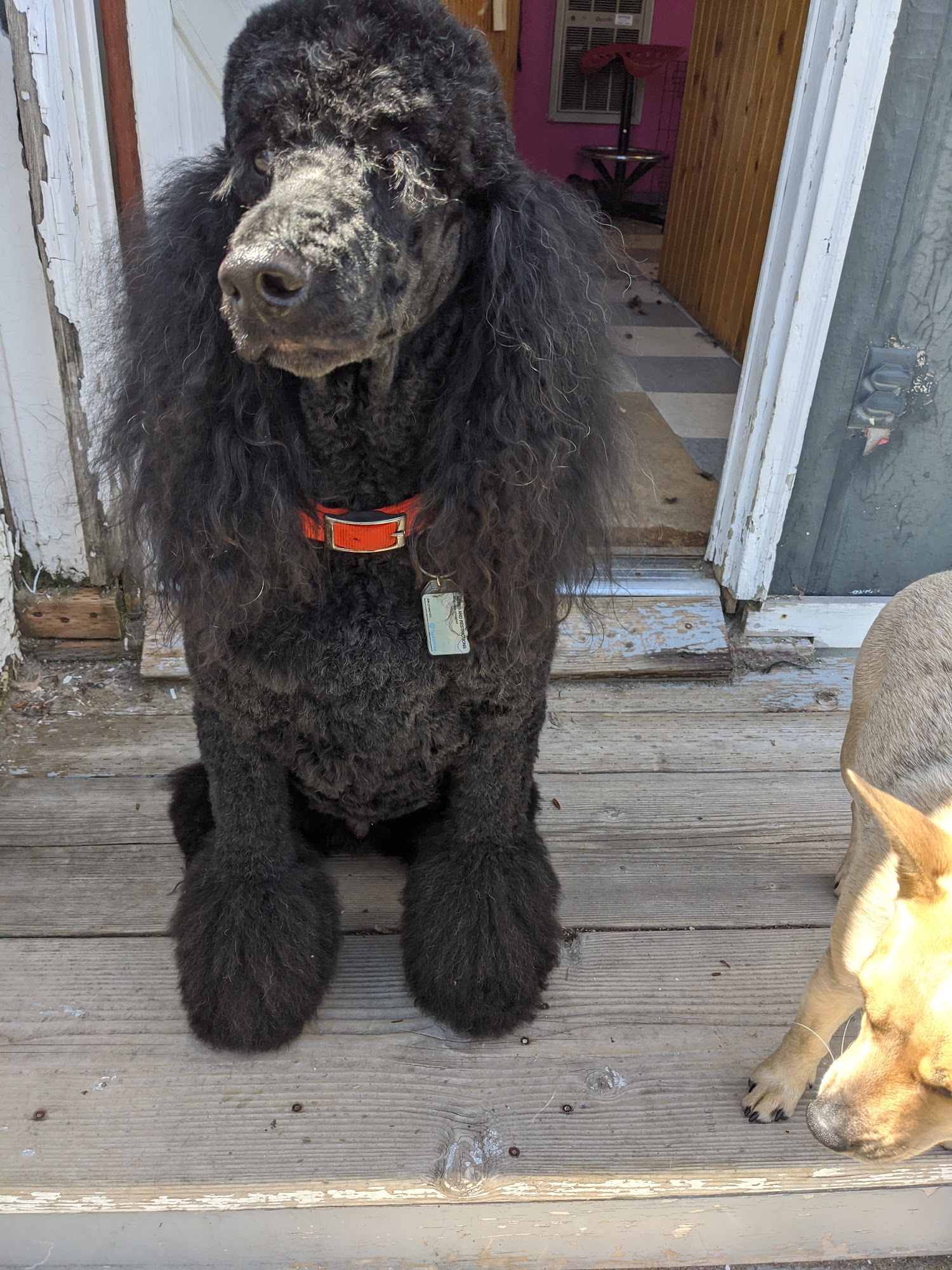 Brenwood Pet Grooming Stevensville