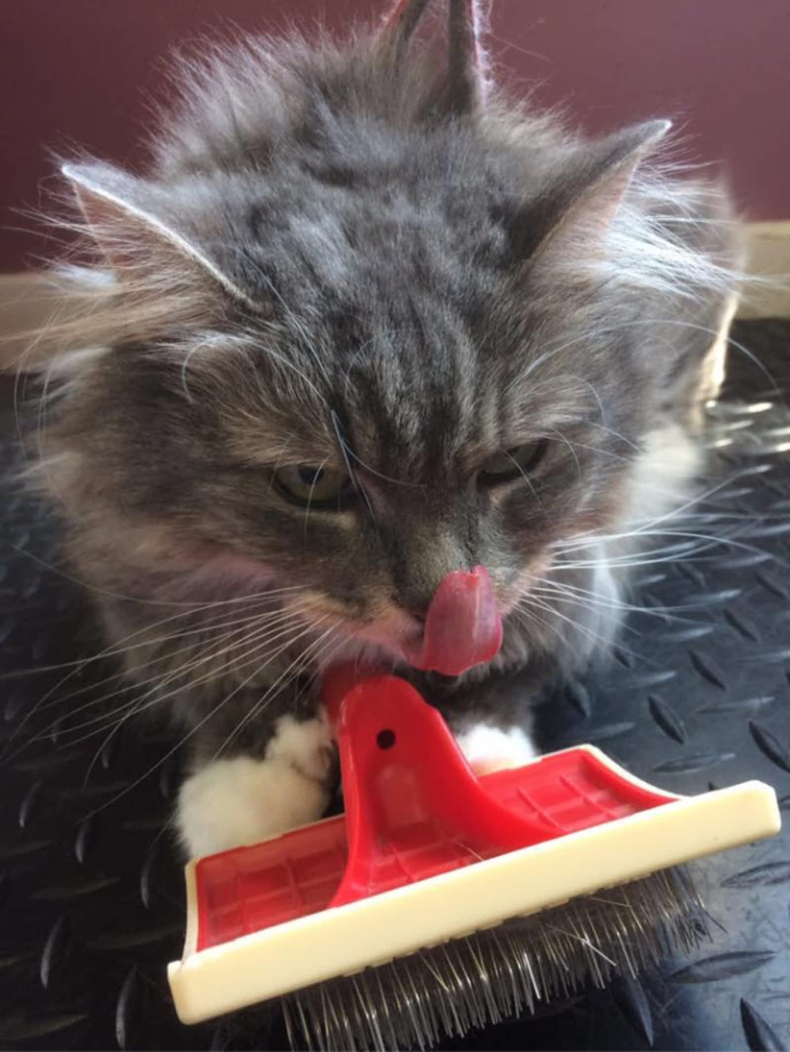 Photo credit: yellowpages.ca