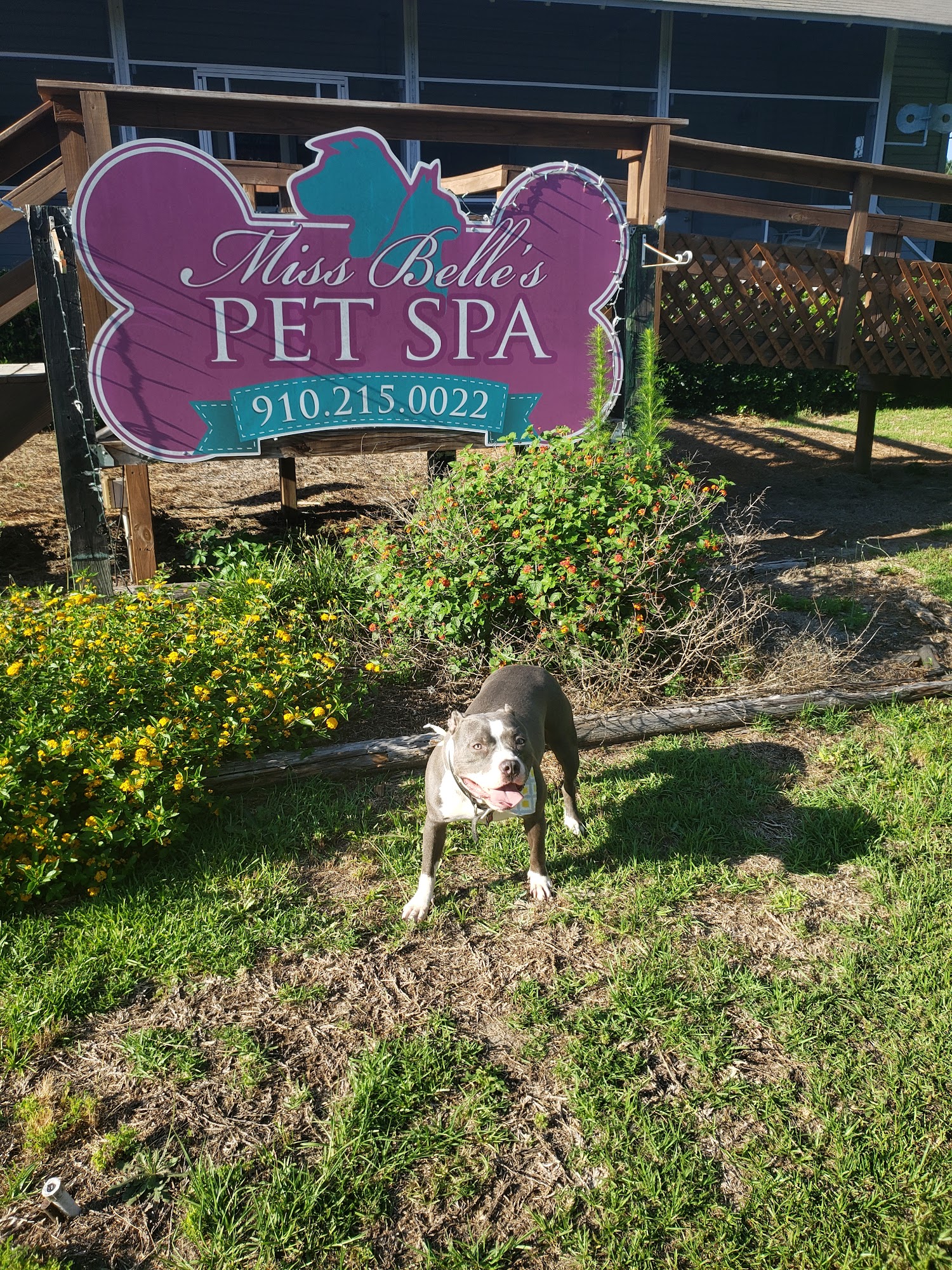 Miss Belle's Pet Spa