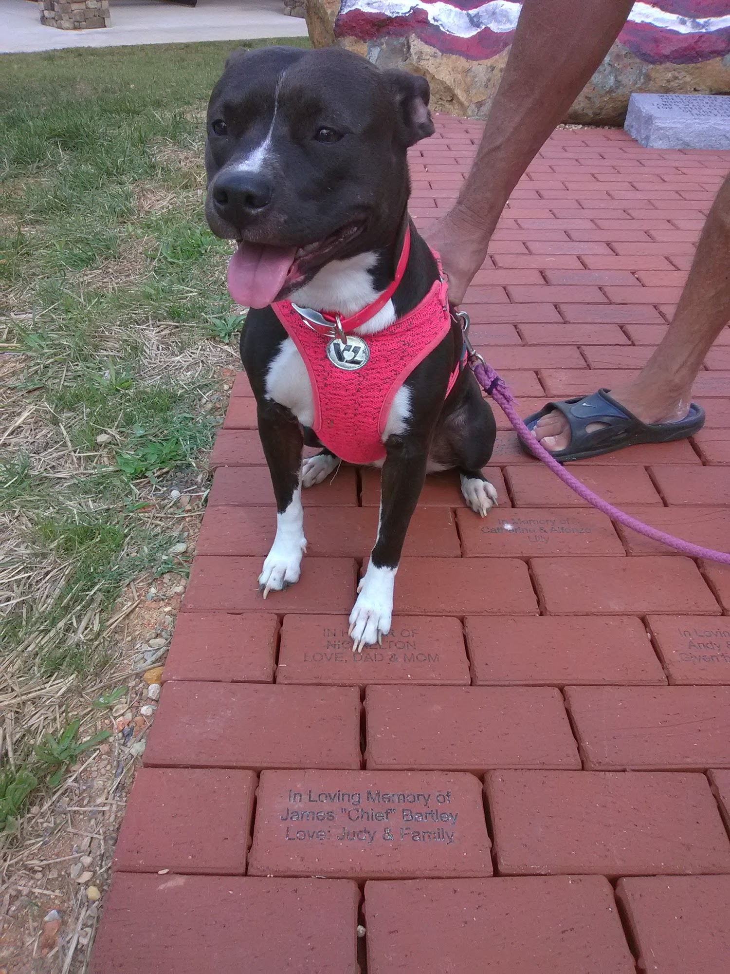 Albemarle Animal Clinic