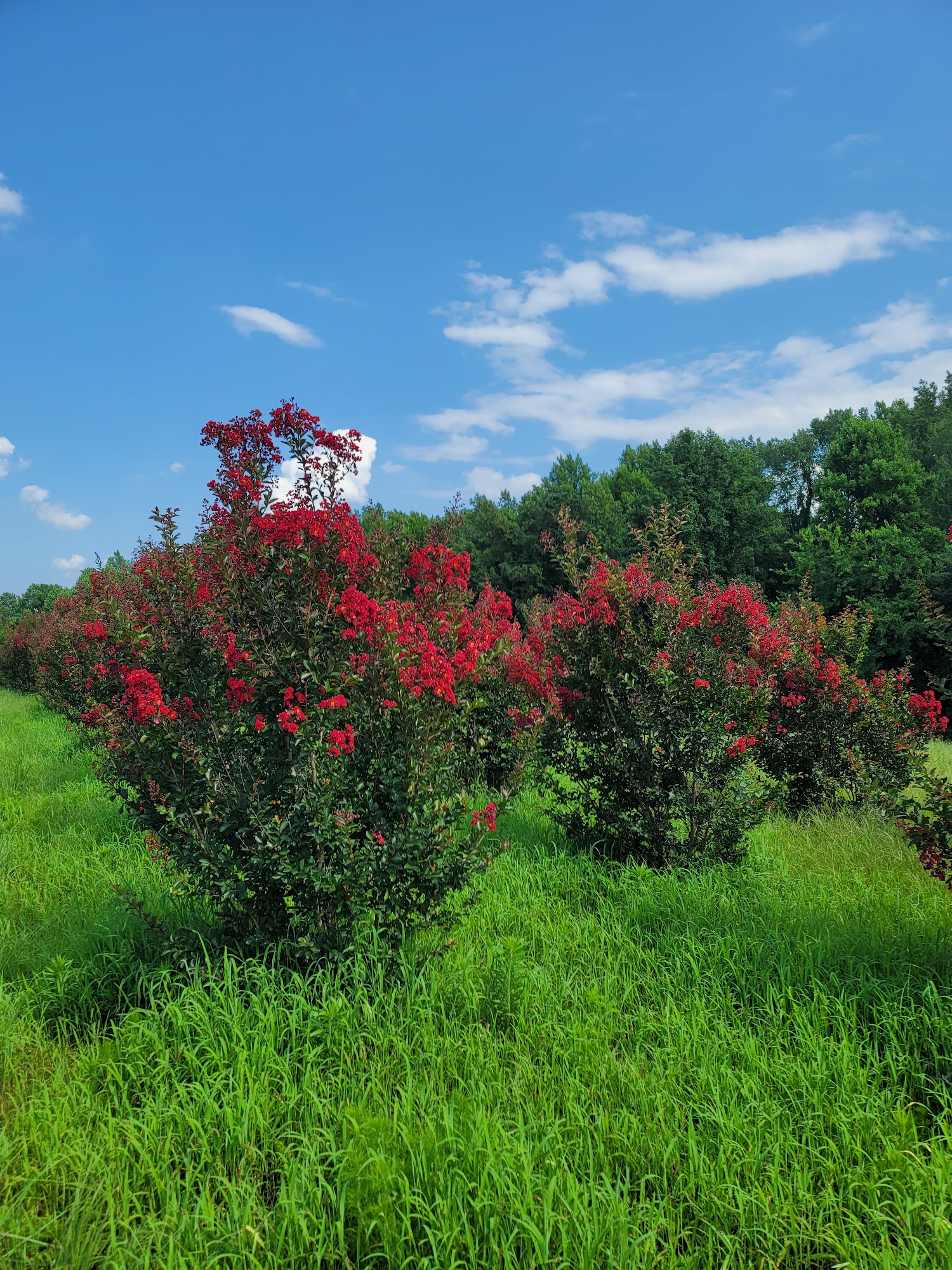 Broadwell's Nursery, Angier, NC Reviews (33), Photos (10) BestProsInTown