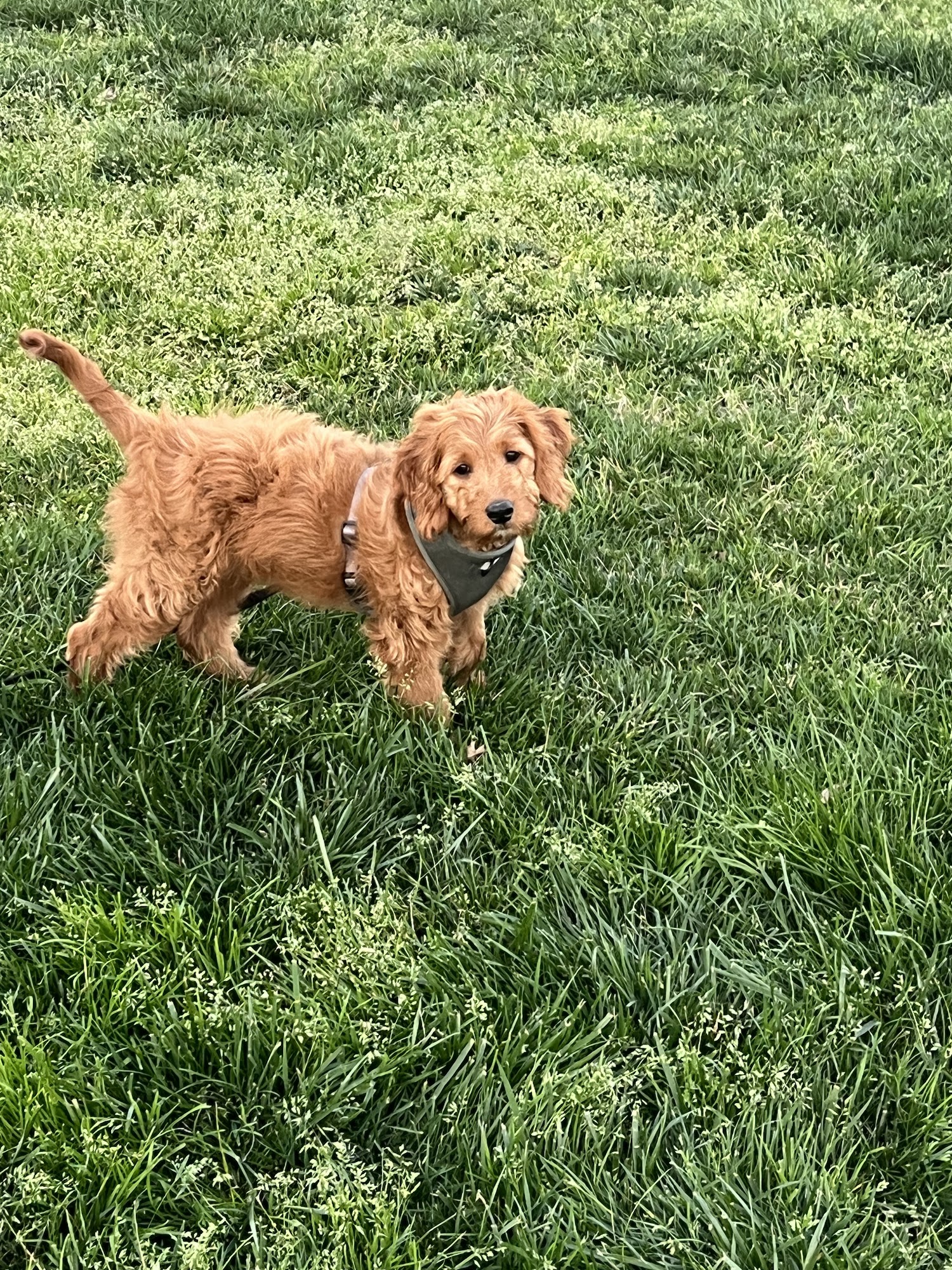 K9 Resorts Luxury Pet Hotel Apex Apex