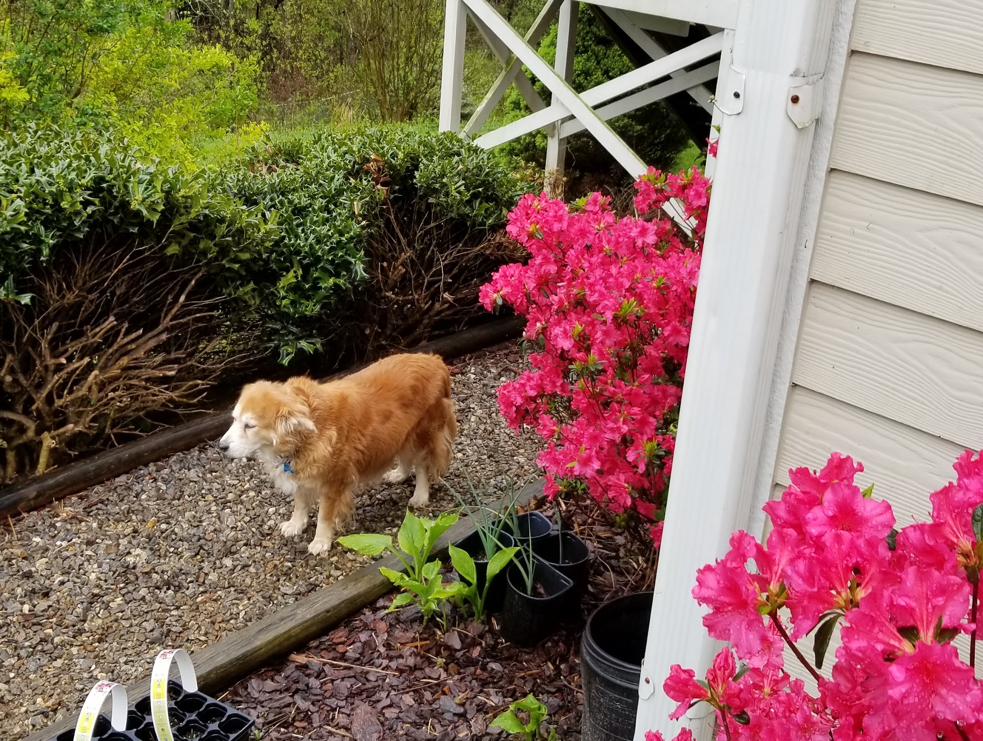 Avery Creek Pet Hospital Arden