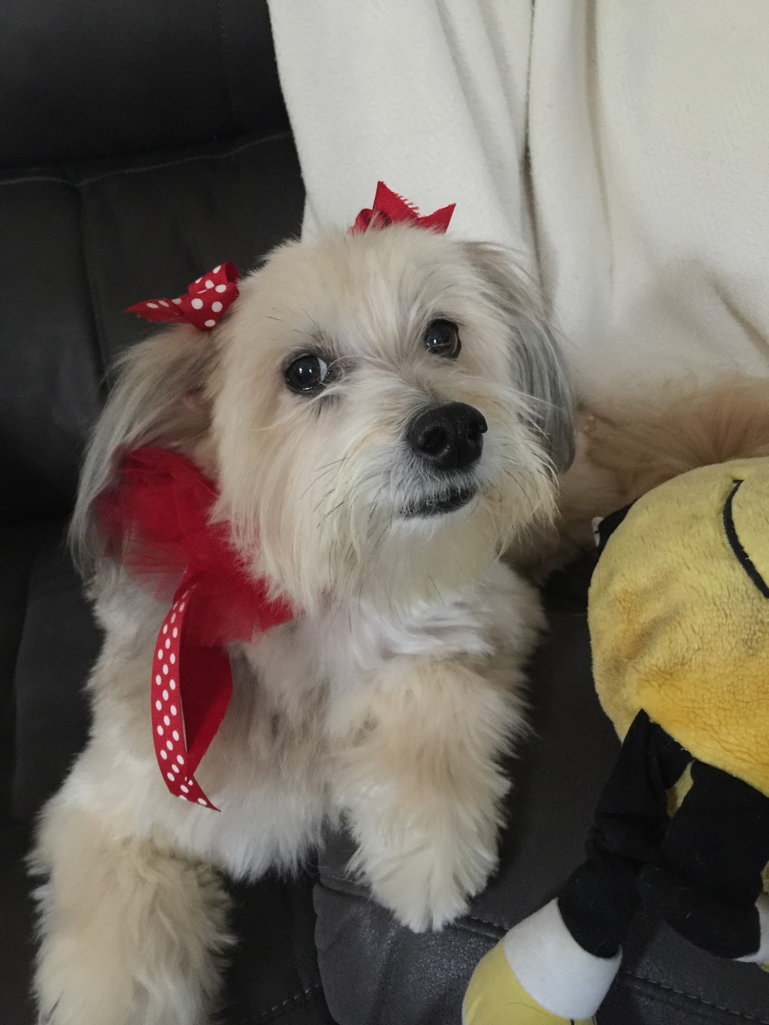 The Woof Lodge Arden