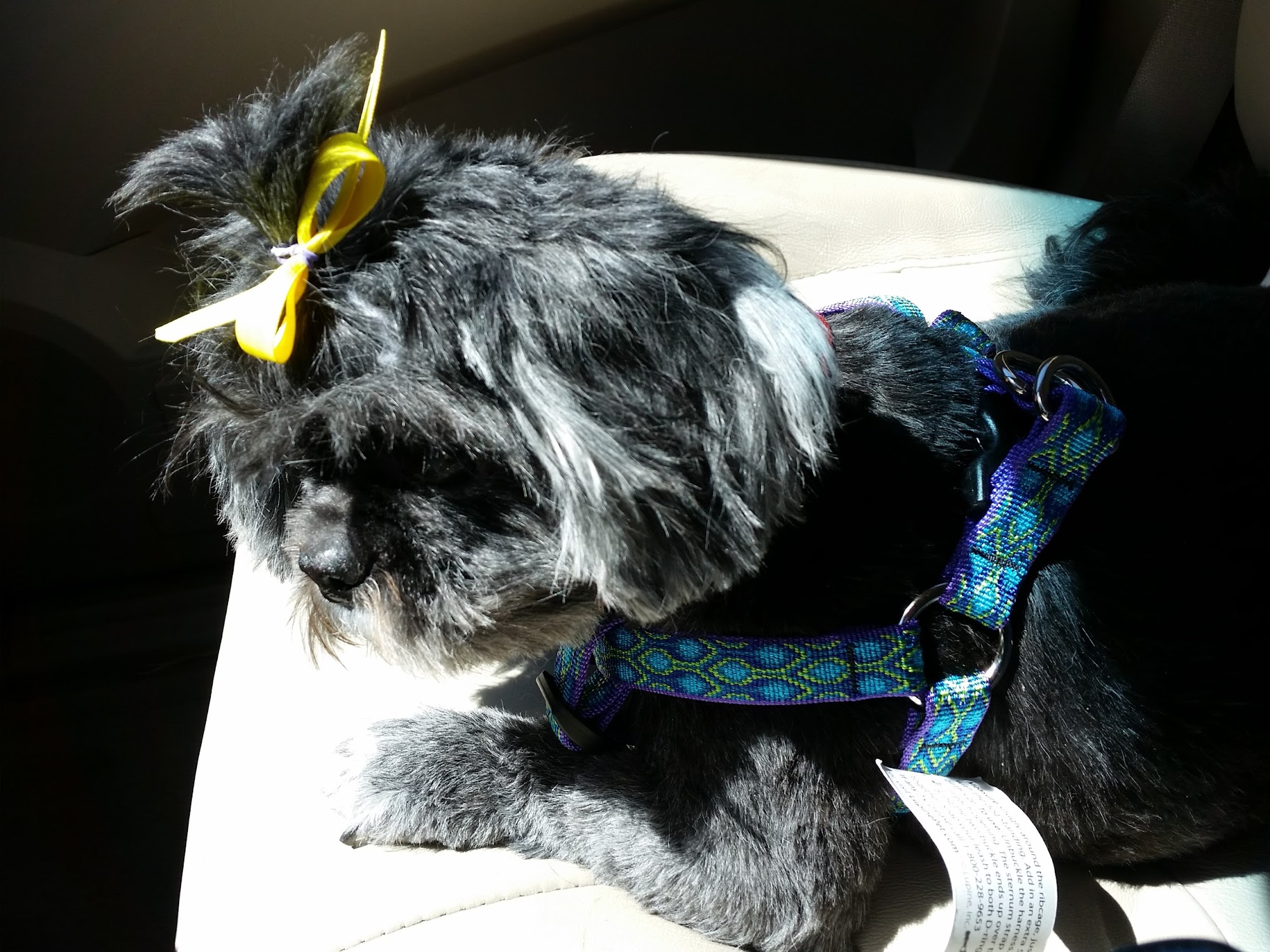 Zendog Spa Asheville