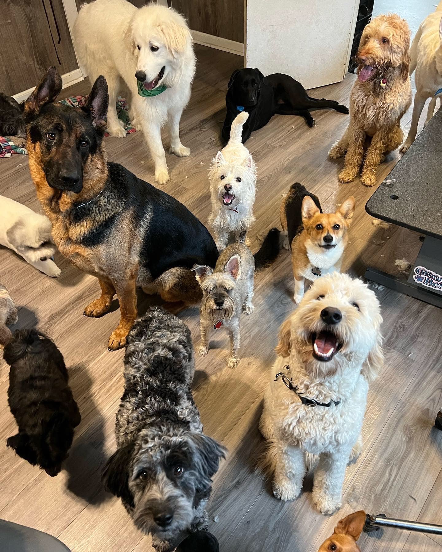 Hair of the Dog Pet Salon Asheville